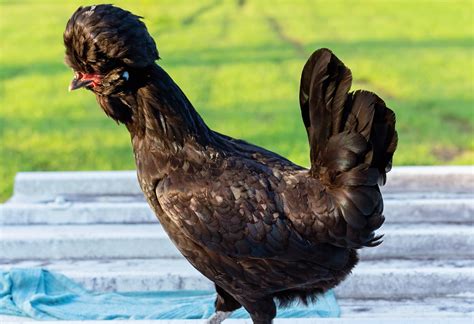 Top 5 of the Best Poultry Show Chicken Breeds - balustradellc