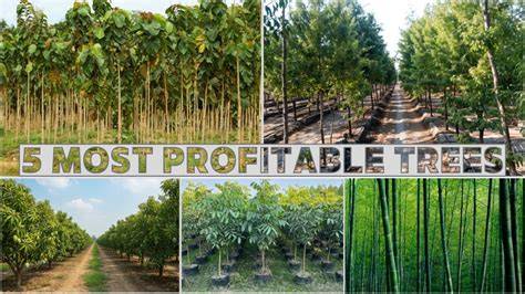 Top 5 Profitable Trees To Grow In India - TreeKisan - raincitystudios.com