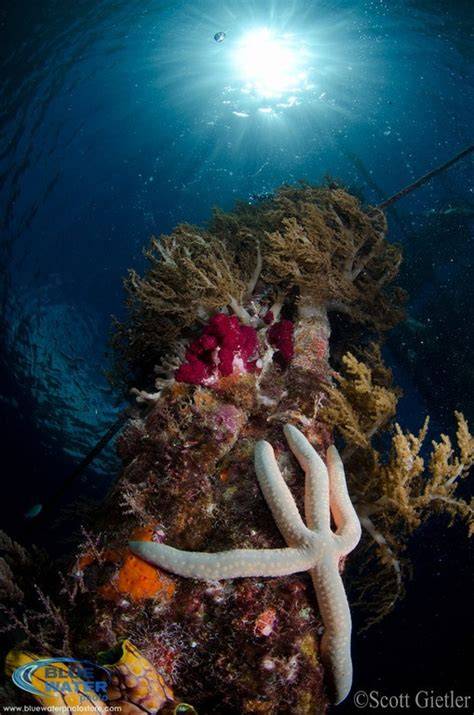 Top 5 Settings To Improve Your Underwater Photos - raincitystudios.com