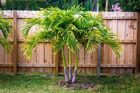 Top 5 Trees and Palms to Add Shade and Beauty to Your Yard - raincitystudios.com