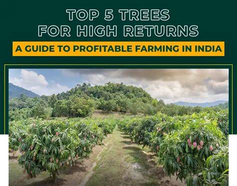 Top 5 Trees for High Returns | Profitable Farming … - raincitystudios.com