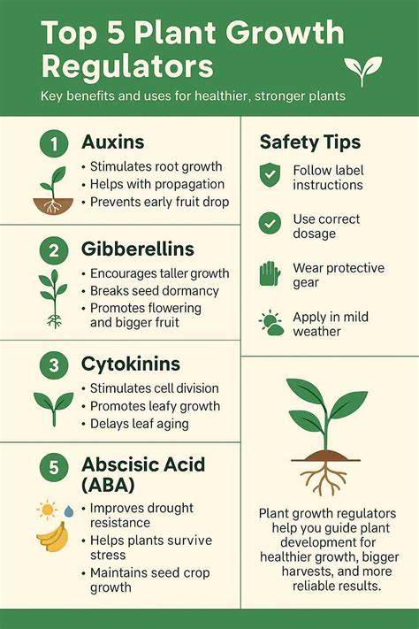 Top 5 Types of Plant Growth Regulators - Dhanuka - raincitystudios.com