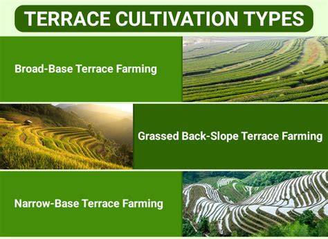 Top 6 Different Types of Terrace Farming In India - raincitystudios.com