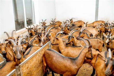 Top 6 Goat Farms in India: Biggest and Best - raincitystudios.com