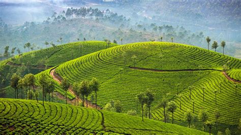 Top 7 places to visit tea plantations in India | Times of … - balustradellc