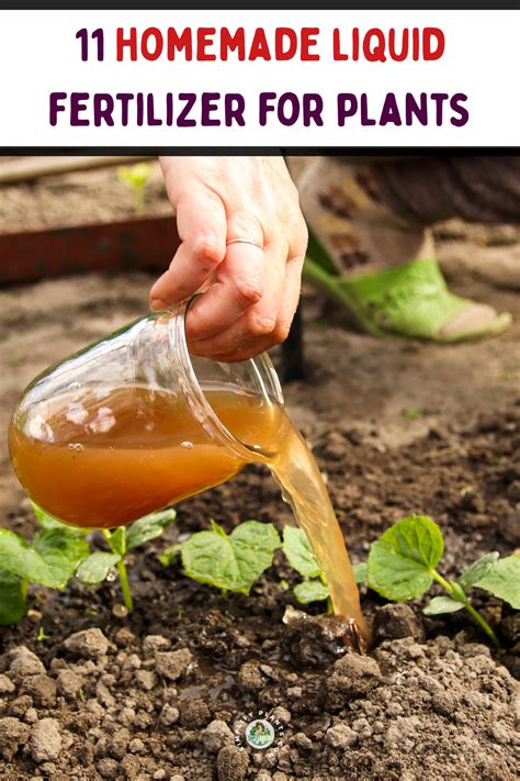 Top 8 Homemade Organic Liquid Fertilizers for Garden - raincitystudios.com