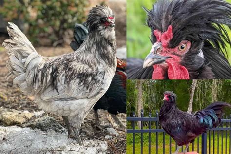Top 8 Rare Chicken Breeds (With Pictures) - balustradellc