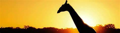 Top 9 African Savanna Tours - raincitystudios.com