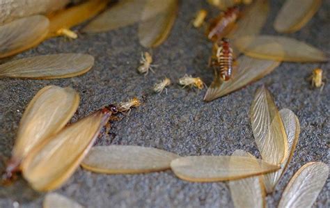 TOP 9 why do i see termite wings fall off BEST and NEWEST