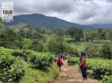 Top Activities in Gunung Mas Tea Estate, Puncak - balustradellc