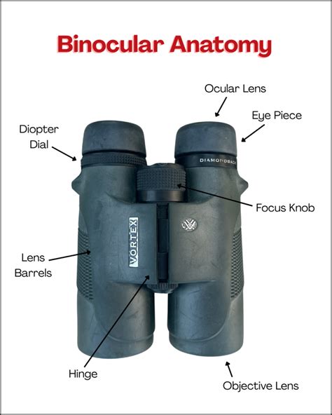 Top Binoculars for Birding: Find Your Perfect Pair Now - balustradellc