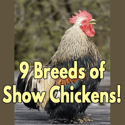 Top Breeds of Show Quality Chickens for an Exhibition! - balustradellc