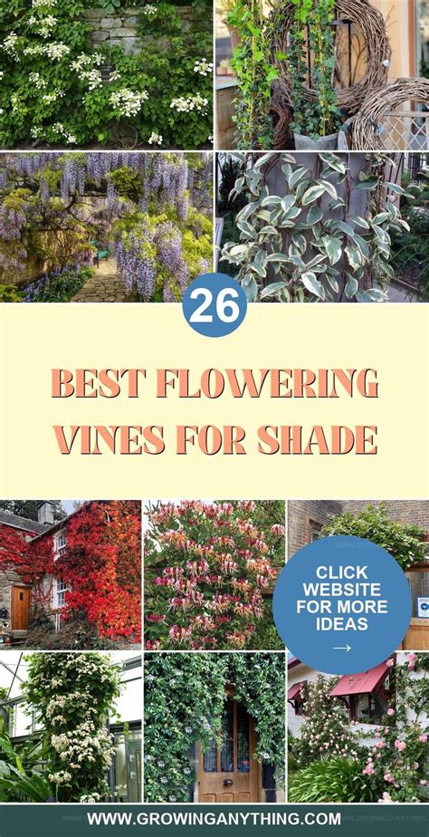 Top Climbing Vines for Shade: Best Options for Shady … - raincitystudios.com