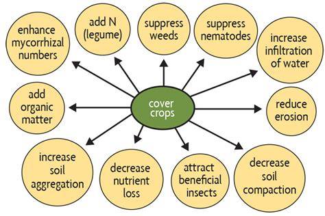 Top Cover Crops That Fix and Enhance Soil Nitrate - raincitystudios.com
