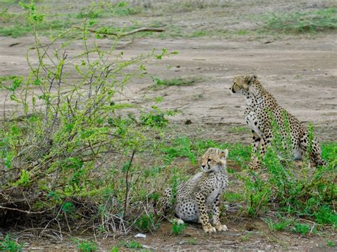 Top Destinations for Spotting Big Cats in Uganda - balustradellc
