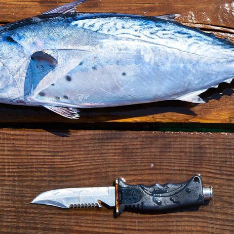 Top Fishing Knives for Every Anglers Needs - Field & Stream - balustradellc