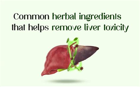 Top Herbal Ingredients to Detoxify Your Liver Naturally - balustradellc