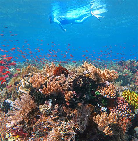 Top Indonesia Budget Snorkeling Trips & Packages 2026/2027 - balustradellc