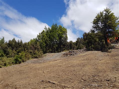 Top Native New Zealand Plants and Trees for Erosion … - raincitystudios.com