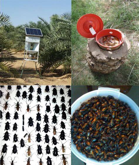 Top Pheromone Techniques for Organic Pest Control - raincitystudios.com