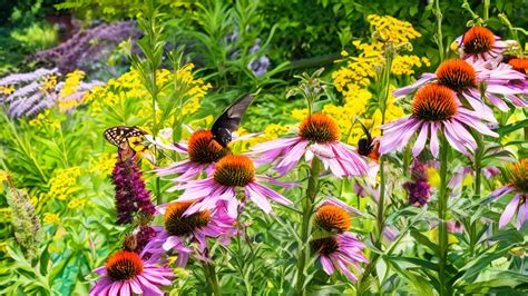 Top plants for your pollinator garden - U.S. Fish … - raincitystudios.com