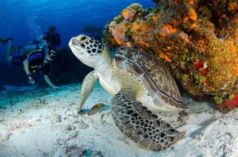 Top Rated Marine Biology Summer Camps For High ... - Impressive Teens - raincitystudios.com