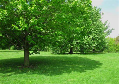 Top Shade Trees - Green Acres Landscape and … - raincitystudios.com
