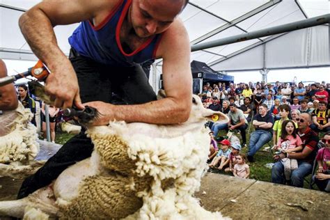 Top shearers to battle it out in shearing shed - Premium - raincitystudios.com
