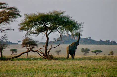 Top Sites to See in the Savanna Grasslands of Africa - raincitystudios.com