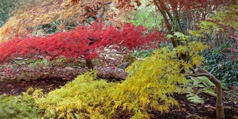 Top specimen trees for garden focal points - raincitystudios.com