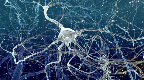 Top Supplements for Adult Neurogenesis Enhancement - My Brain … - wintechmobiles.com