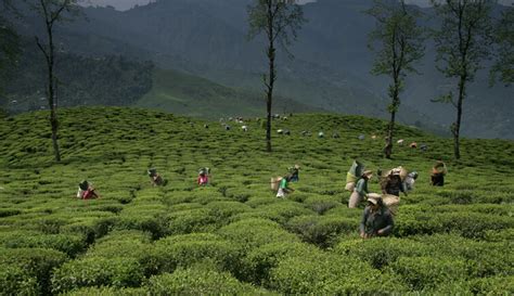 Top Tea Plantation Places to Spend a Holiday in India - balustradellc