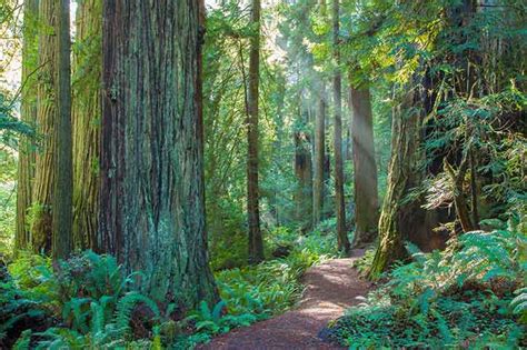 Top Ten Redwood Hikes - balustradellc