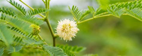 Top Ten Tips for Leucaena Establishment | The Leucaena Network - balustradellc
