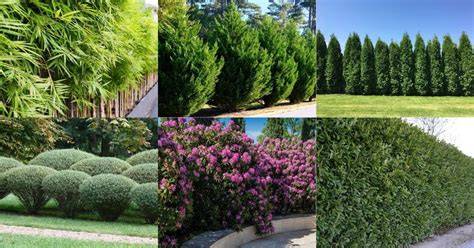 Top Thorny Shrubs for Privacy Screening - Live to Plant - raincitystudios.com