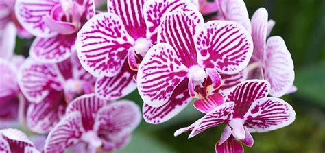 Top tips for growing orchids at home / RHS Gardening - raincitystudios.com