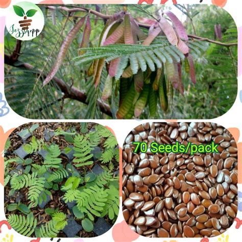 Top tips for planting leucaena | Meat & Livestock Australia - balustradellc