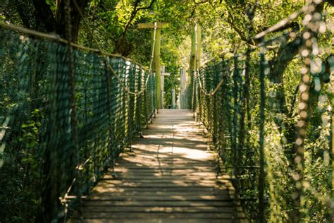 Top tips for rainforest walks - Insight Guides Blog - balustradellc
