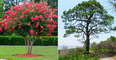 Top Trees for Shade in Florida Backyards - Complete Gardening - raincitystudios.com