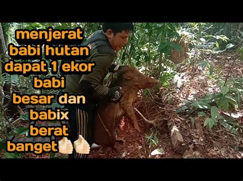 toritorial cara pasang jebakan babi hutan - balustradellc