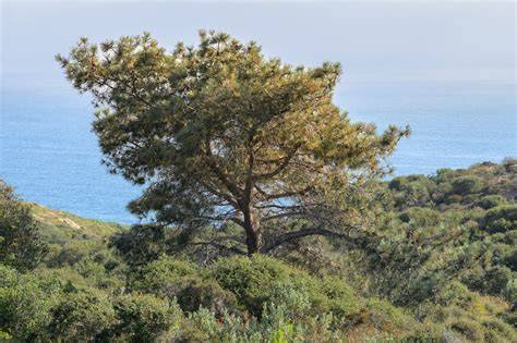 Torrey pine - raincitystudios.com