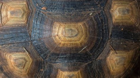 Tortoise shell problems - ExoticDirect - muktibox.com