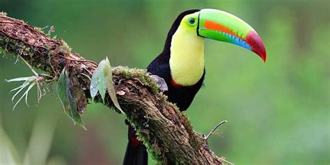 Toucan: Fascinating Facts and Conservation Status - balustradellc