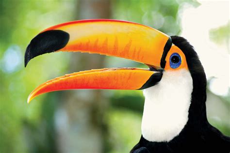 Toucan | Brightly Colored Bird of the Neotropics | Britannica - balustradellc
