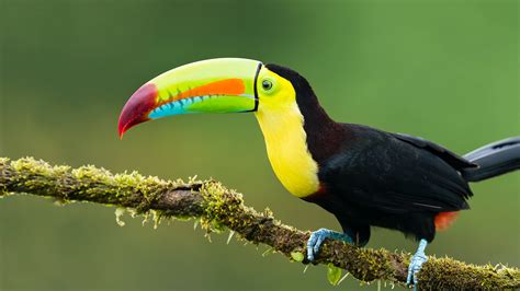 Toucan Animal Facts - Ramphastidae - A-Z Animals - balustradellc