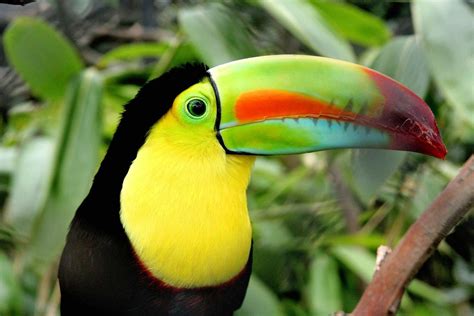 Toucan - balustradellc