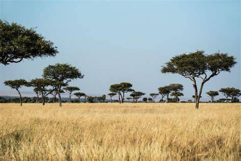Tourism and the Conservation of the African Savanna - raincitystudios.com
