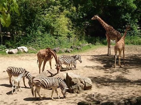 TOUROPARC ZOO (Romanèche-Thorins): Ce qu