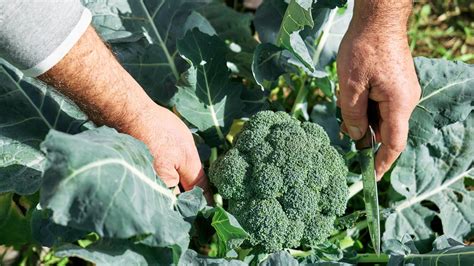 Towards selective and automatic harvesting of broccoli for agri-food ... - raincitystudios.com