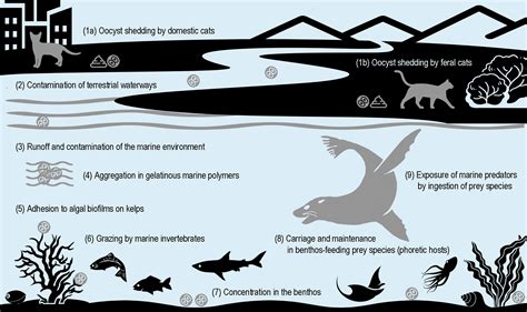 Toxoplasmosis of Australian mammals - Wildlife Health Australia - muktibox.com